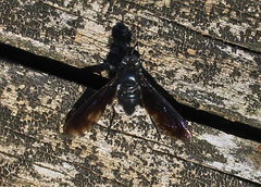Anthrax aterrimus