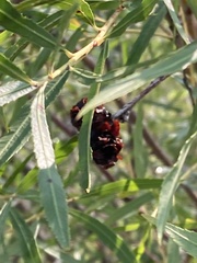 Calligrapha multipunctata