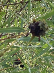 Calligrapha multipunctata