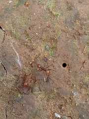 Formicidae