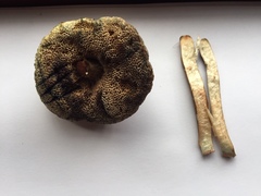 Porphyrellus sordidus