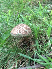 Porphyrellus sordidus