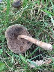 Porphyrellus sordidus