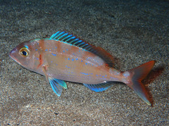 Pagellus erythrinus