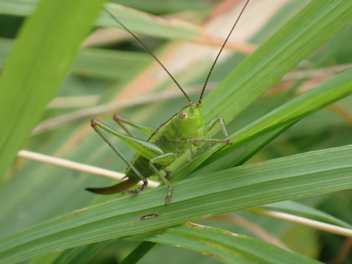 Short-winged Conehead, Leidschendam, Netherlands, photo 9 of 10