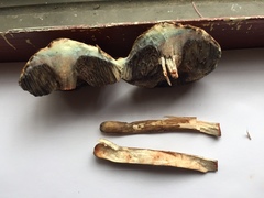 Porphyrellus sordidus