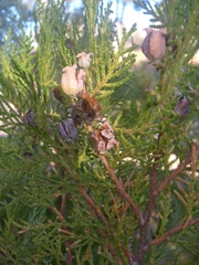 Platycladus orientalis