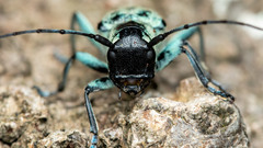 Saperda octopunctata