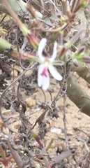 Pelargonium carnosum carnosum