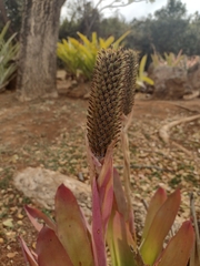 Aechmea pineliana