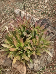 Aechmea pineliana