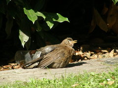 Turdus merula