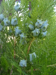 Platycladus orientalis