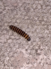 Tyria jacobaeae