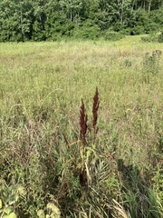 Rumex pseudonatronatus