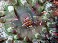 Periclimenes aegylios