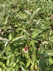 Cornus racemosa