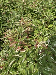 Cornus racemosa