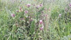 Lamium purpureum