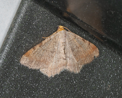 Macaria bicolorata