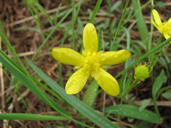 Ranunculus fascicularis