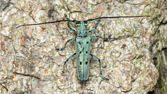 Saperda octopunctata