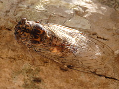 Cicada barbara lusitanica