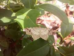 Lepidoptera