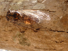 Cicada barbara lusitanica