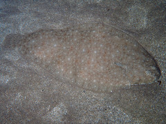 Solea senegalensis