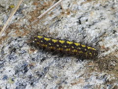 Setina