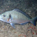 Gilthead Seabream - Photo (c) Sylvain Le Bris, some rights reserved (CC BY-NC), uploaded by Sylvain Le Bris