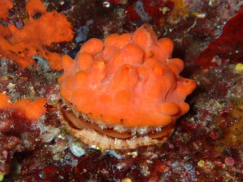European Thorny Oyster