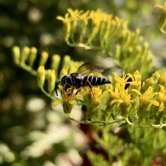 Coelioxys octodentatus