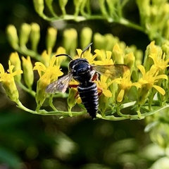Coelioxys octodentatus