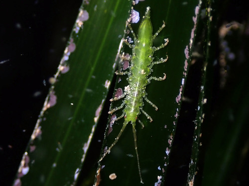 Representative image of Stenosoma appendiculatum