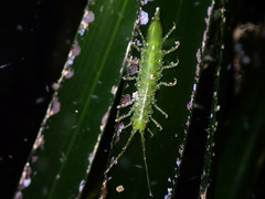 Stenosoma appendiculatum