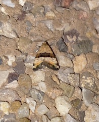 Pseudozarba bipartita