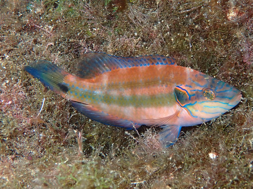 Ocellated Wrasse