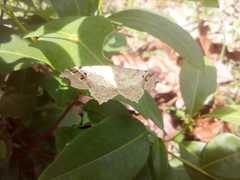 Lepidoptera
