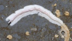 Spirobranchus taeniatus