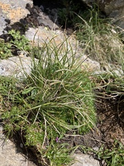 Carex curvula