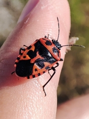 Eurydema spectabilis