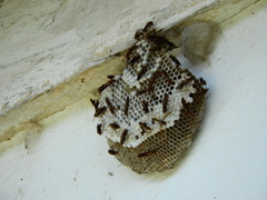 Polistinae