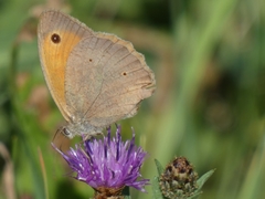 Hyponephele lycaon