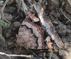 Drasteria adumbrata