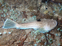 Uranoscopus scaber