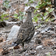 Dendragapus obscurus