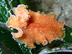 Yungia aurantiaca