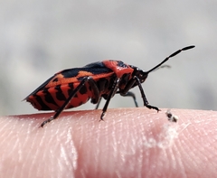 Eurydema spectabilis